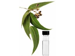 EUCALYPTUS OIL - Essential Oils